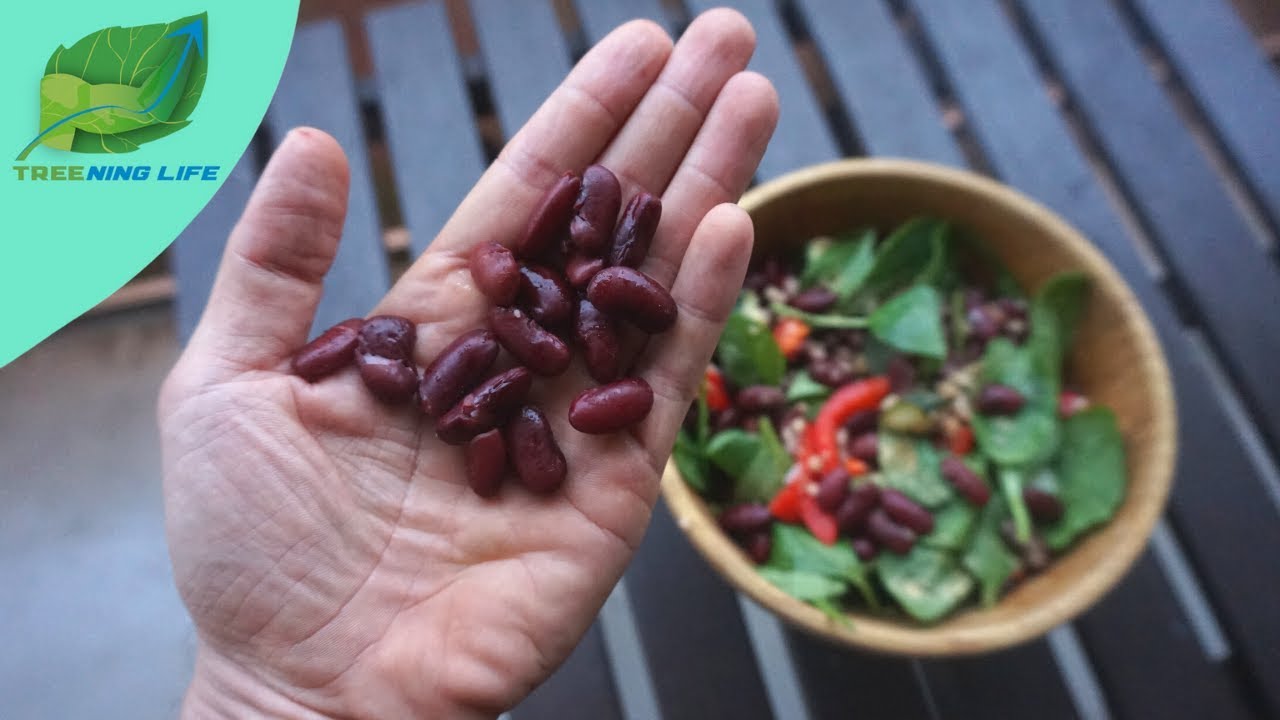 🌱 7 conseils pour mieux digérer les légumineuses