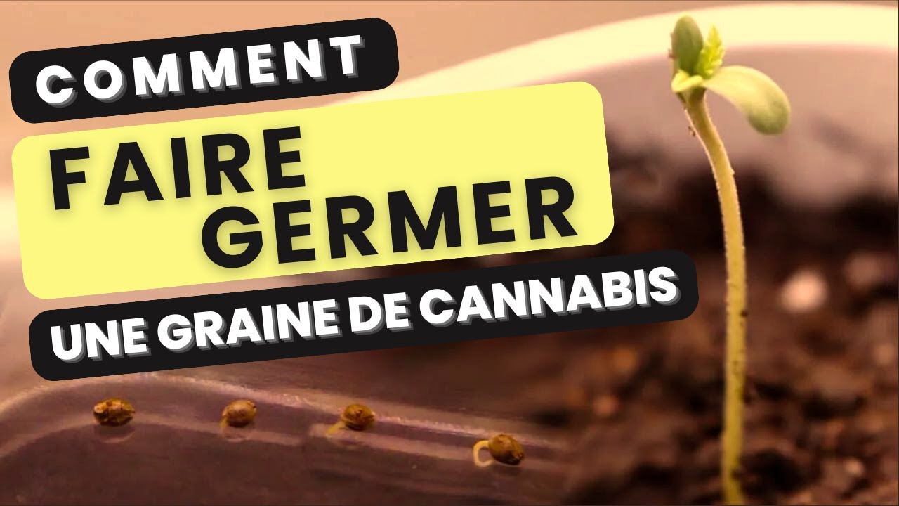 Tuto: Comment faire germer une graine de cannabis ! La technique de germination de seed de weed.