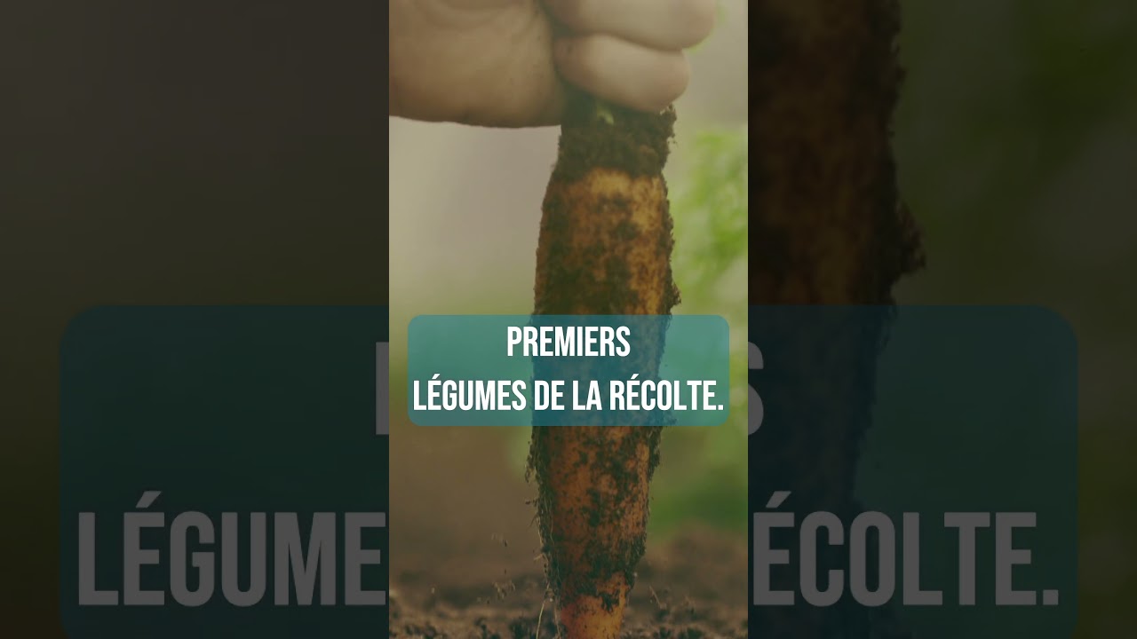 Les fruits et légumes de saison en juin