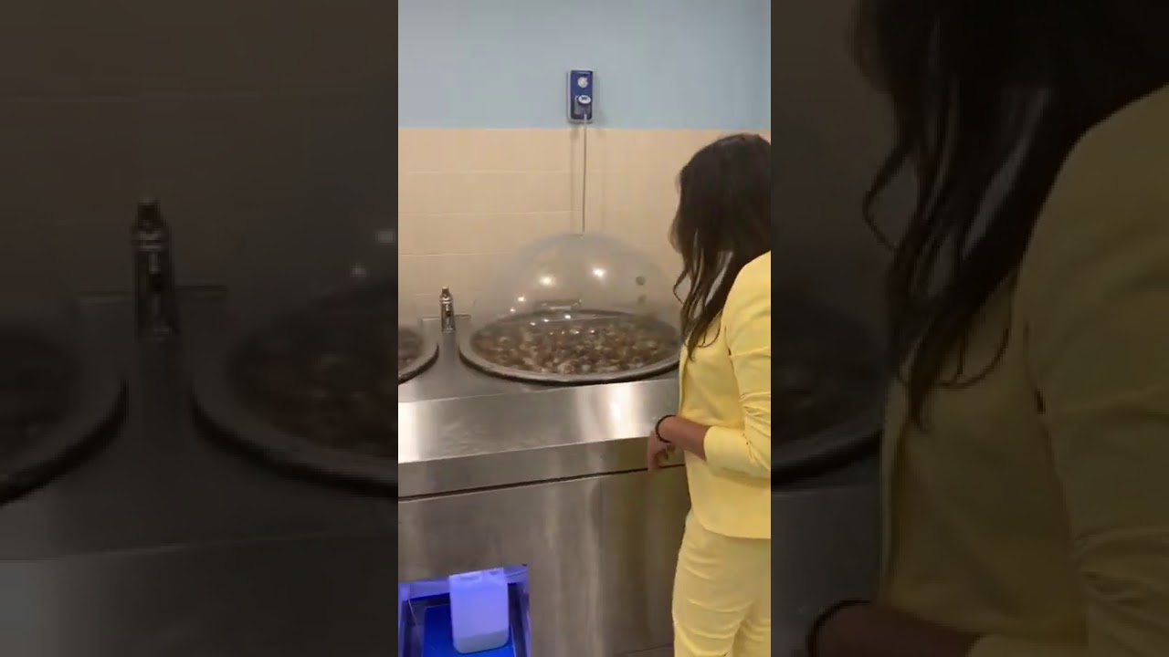 Extraction de la bave d'escargot