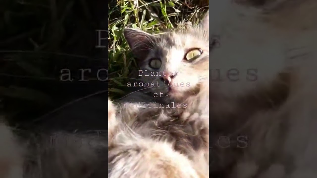 micro ferme  de plantes aromatiques et médicinales.