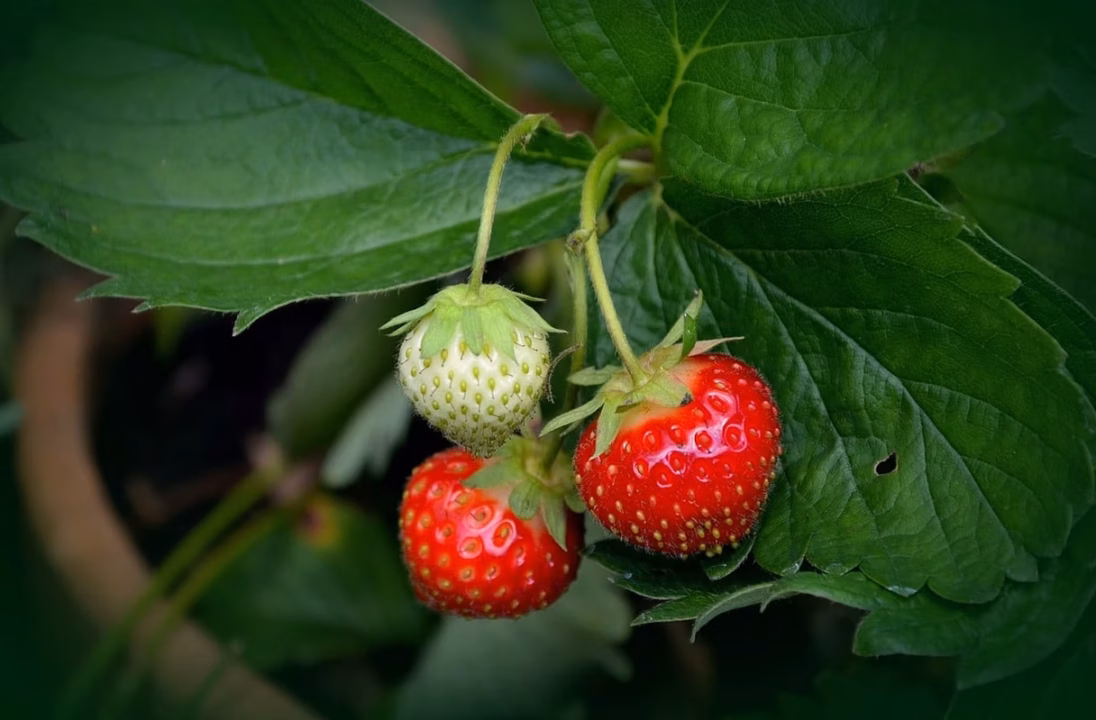 Planter des fraisiers en montagne : ce qu&rsquo;il faut vraiment savoir
