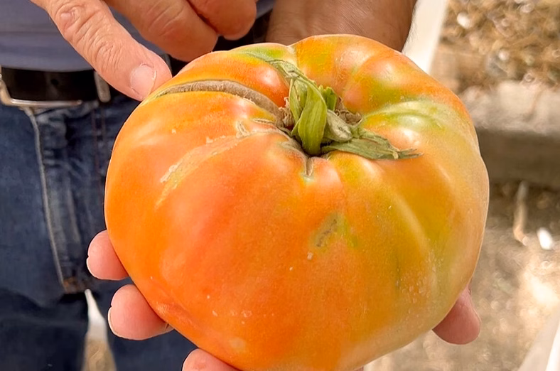 Aperçu — Techniques de taille des tomates pour une récolte abondante 🍅
